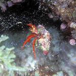 34. Red Reef Hermit Crab on the mucous cocoon of a Parrotfish