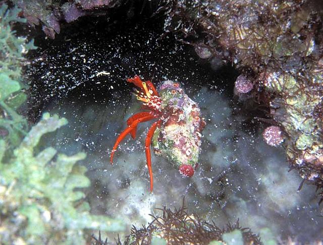 34. Red Reef Hermit Crab on the mucous cocoon of a Parrotfish