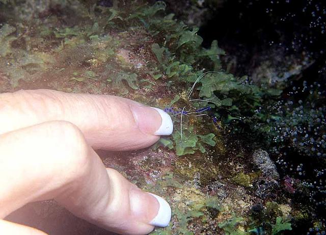 35. Pederson Cleaner Shrimp at work