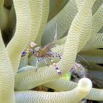 37. Spotted Cleaner Shrimp