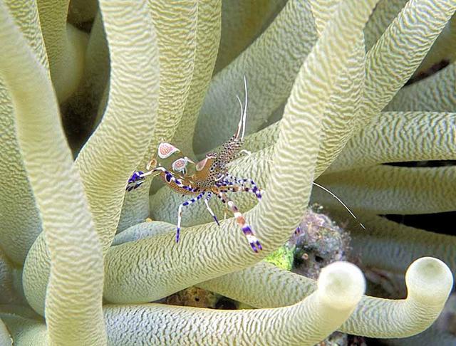 37. Spotted Cleaner Shrimp