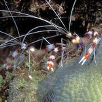 39. A pair of Banded Coral Shrimp