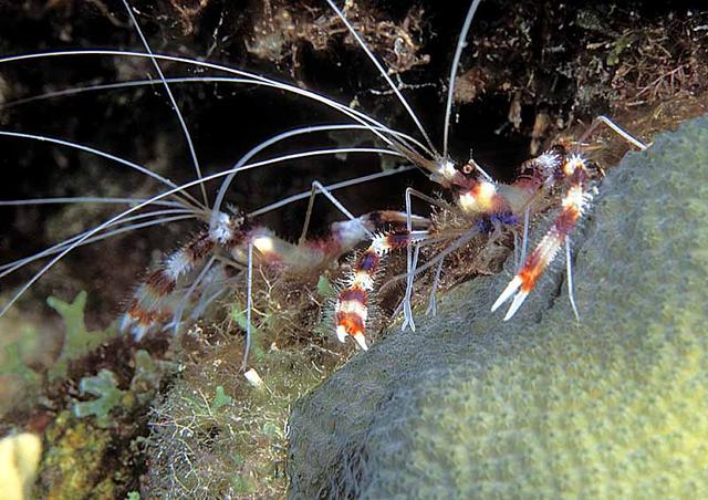 39. A pair of Banded Coral Shrimp