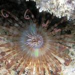 40. Banded Tube Dwelling Anemone