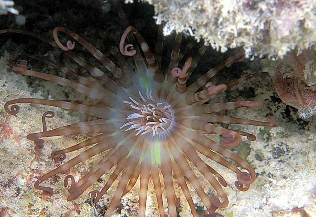 40. Banded Tube Dwelling Anemone