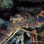 42. Caribbean Spiny Lobster