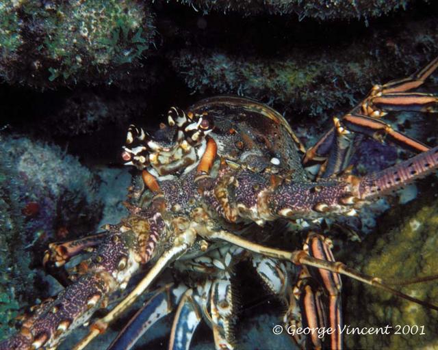 42. Caribbean Spiny Lobster