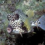 45. Smooth Trunkfish