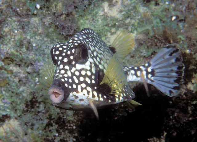 45. Smooth Trunkfish