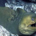 46. Green Moray "Chester the Molester"