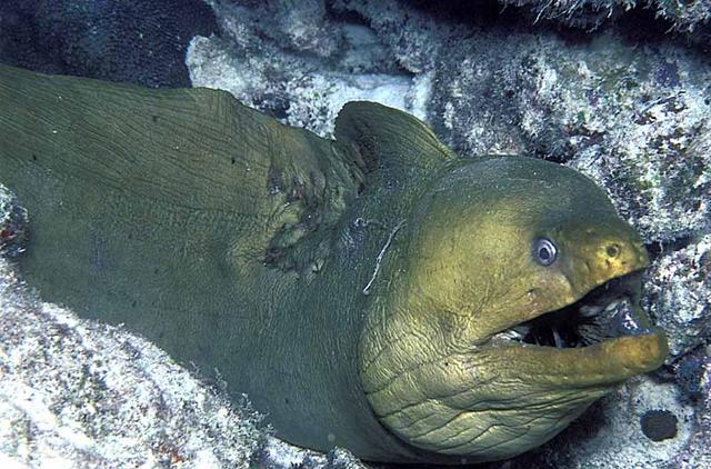 46. Green Moray "Chester the Molester"