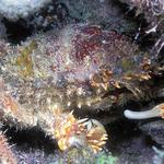 47. Hairy Clinging Crab