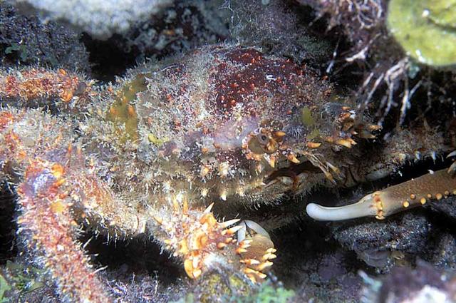 47. Hairy Clinging Crab