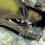 51. Green Moray cleaned by Banded Coral Shrimp