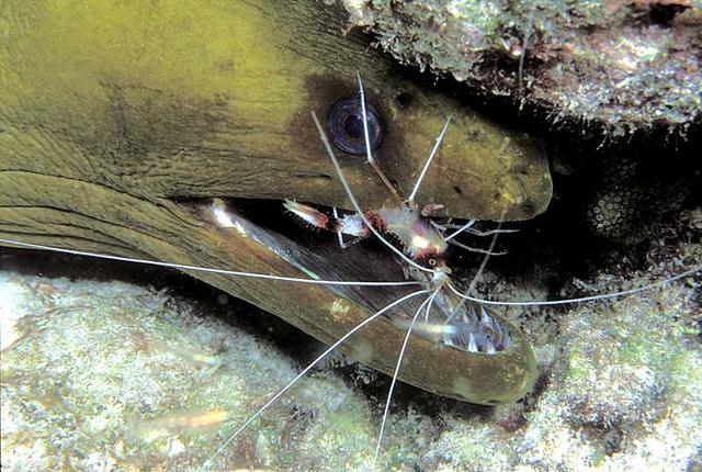51. Green Moray cleaned by Banded Coral Shrimp