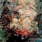 53. Scorpionfish