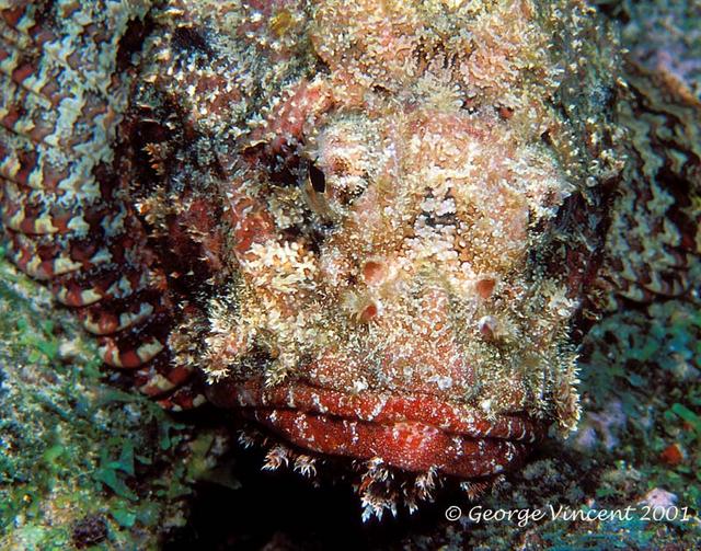 53. Scorpionfish