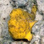 54. Long Lure Frogfish