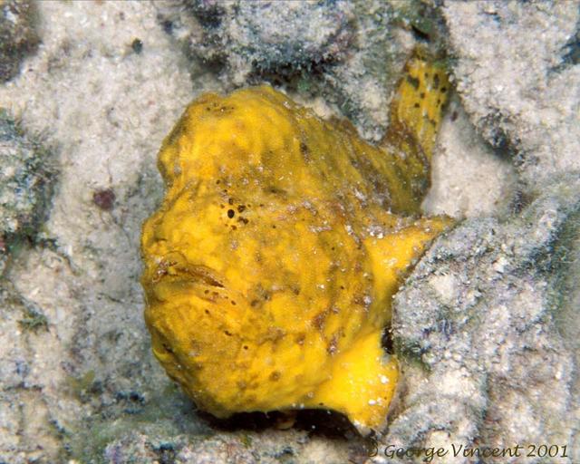 54. Long Lure Frogfish