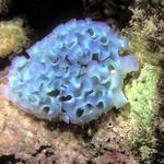 55. Lettuce Leaf Sea Slug - unusal blue