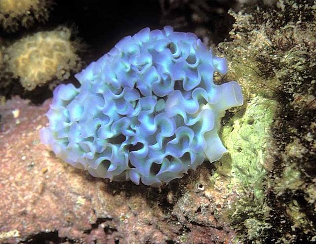 55. Lettuce Leaf Sea Slug - unusal blue