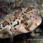 56. Balloonfish