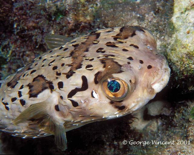 56. Balloonfish