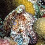 58. Common Octopus