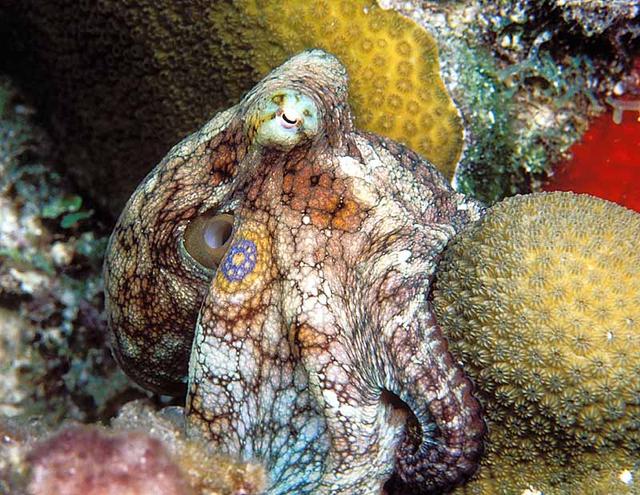 58. Common Octopus