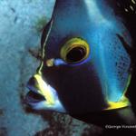 59. French Angelfish