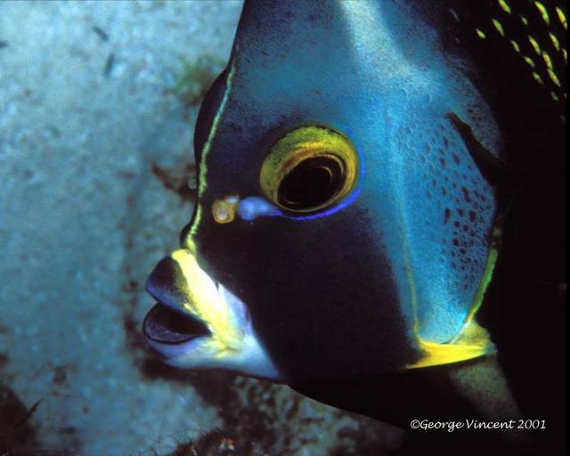 59. French Angelfish