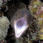 60. Goldentail Moray Eel