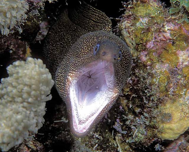 60. Goldentail Moray Eel