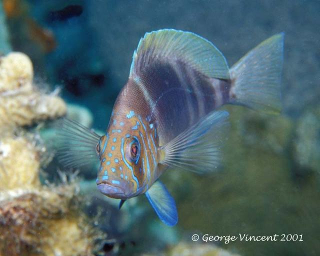 61. Barred Hamlet