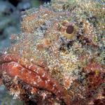 62. Scorpionfish