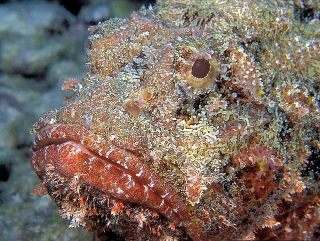 62. Scorpionfish