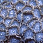 63. Mat Zoanthid