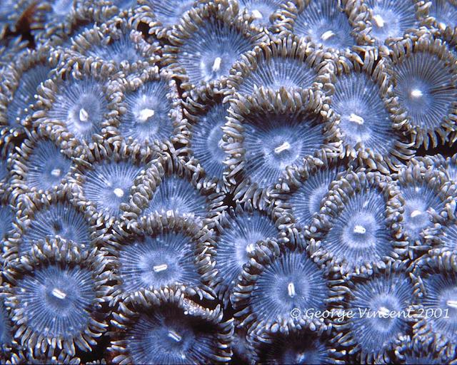 63. Mat Zoanthid