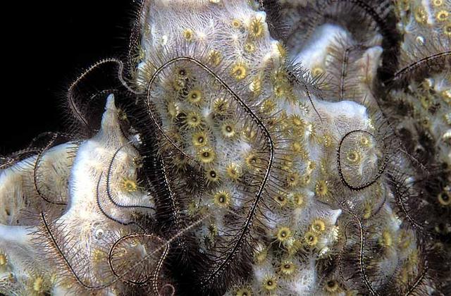 66. Sponge Brittle Star