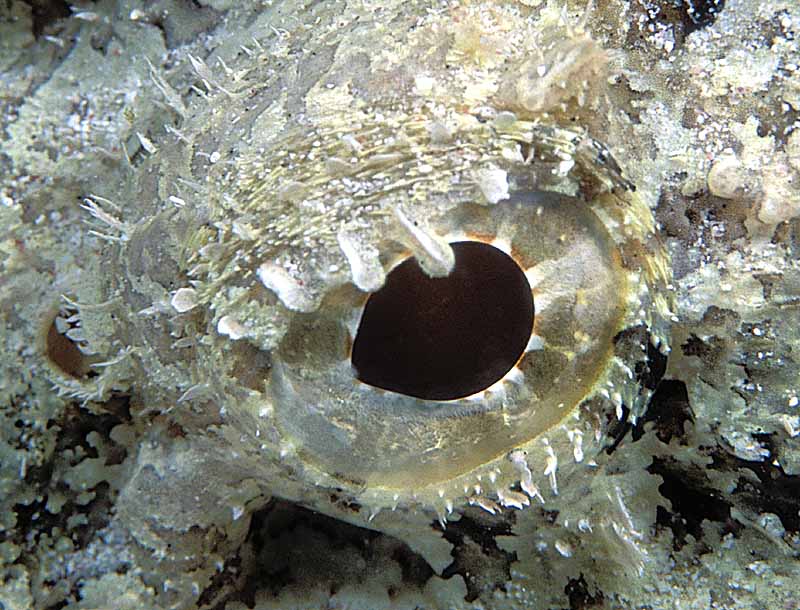 67. Scorpionfish - eye