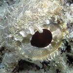 67. Scorpionfish - eye