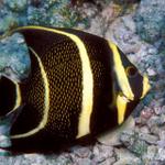 69. Juvenile French Angelfish