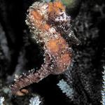 70. Long Snout Seahorse