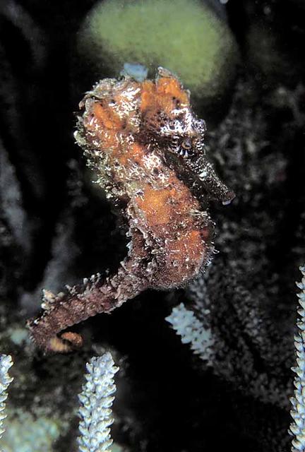 70. Long Snout Seahorse