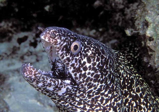 72. Spotted Moray