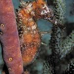 731. Long Snout Seahorse