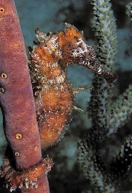 731. Long Snout Seahorse