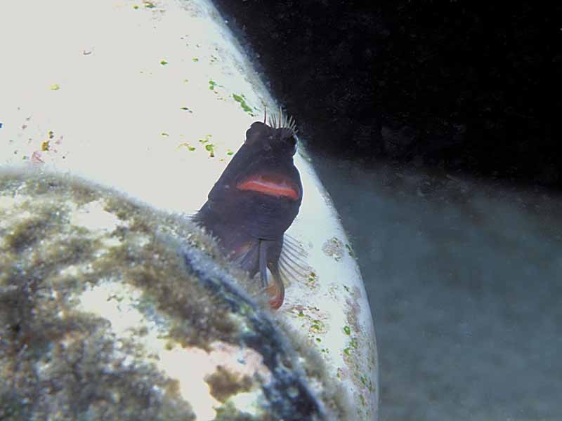 zredlipblenny121