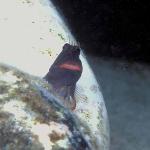 zredlipblenny121