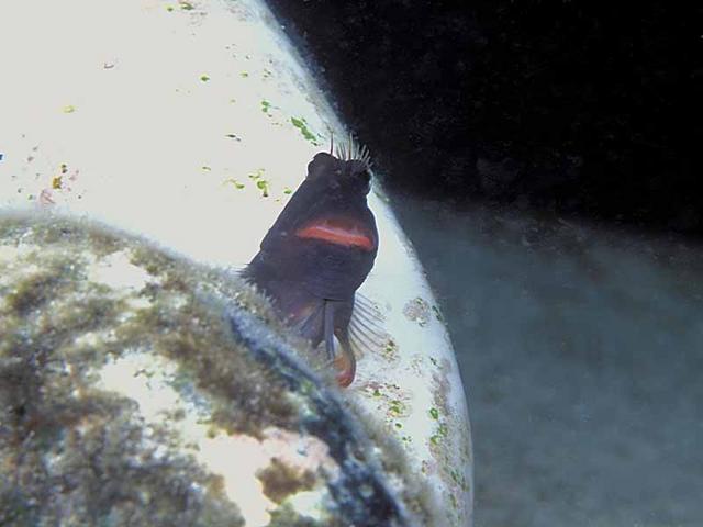 zredlipblenny121